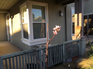 Peach Blossom 16.02.2016